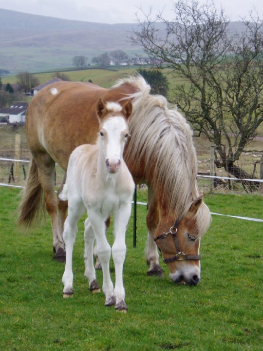 Haflinger Foal - Otztaler Santana - Haflinger Breeders